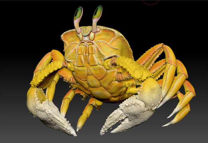 Песчаный пузырчатый краб