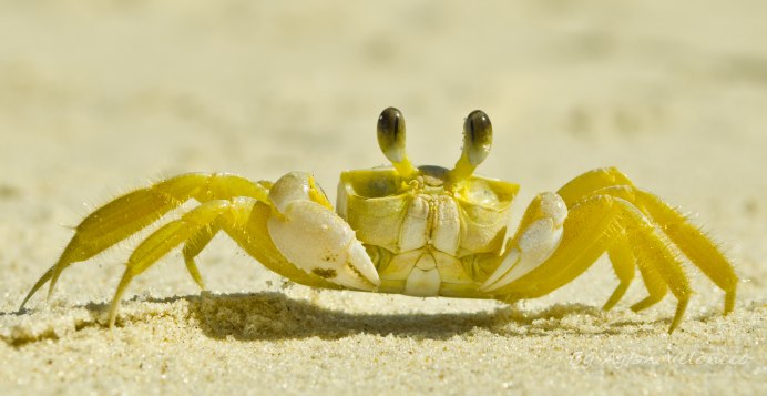 Краб желтый цвет