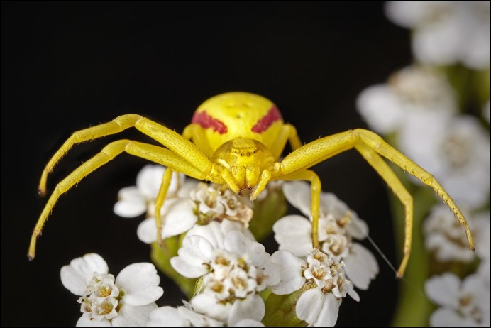 Восьми точечный паук кра