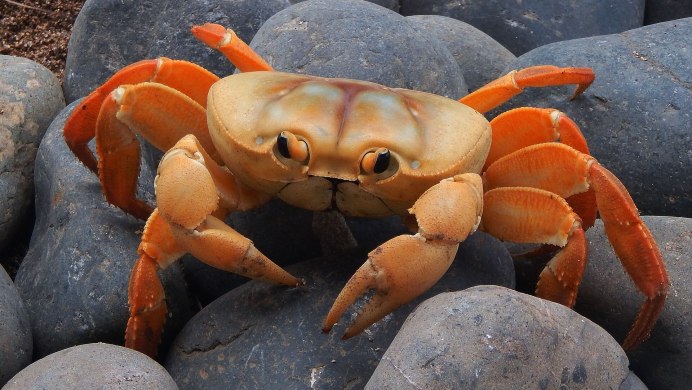 Испуганный краб для детей