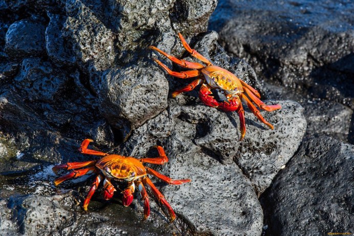 Бразильский краб-паук