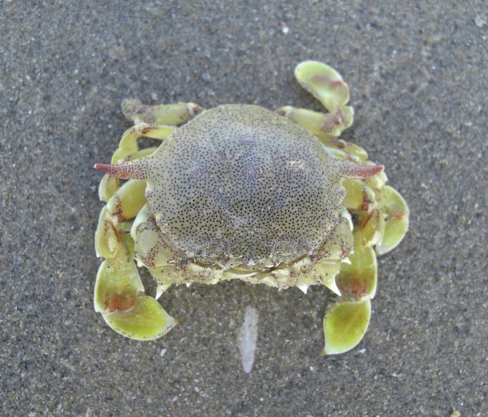 Икеа жёлтый Крабик