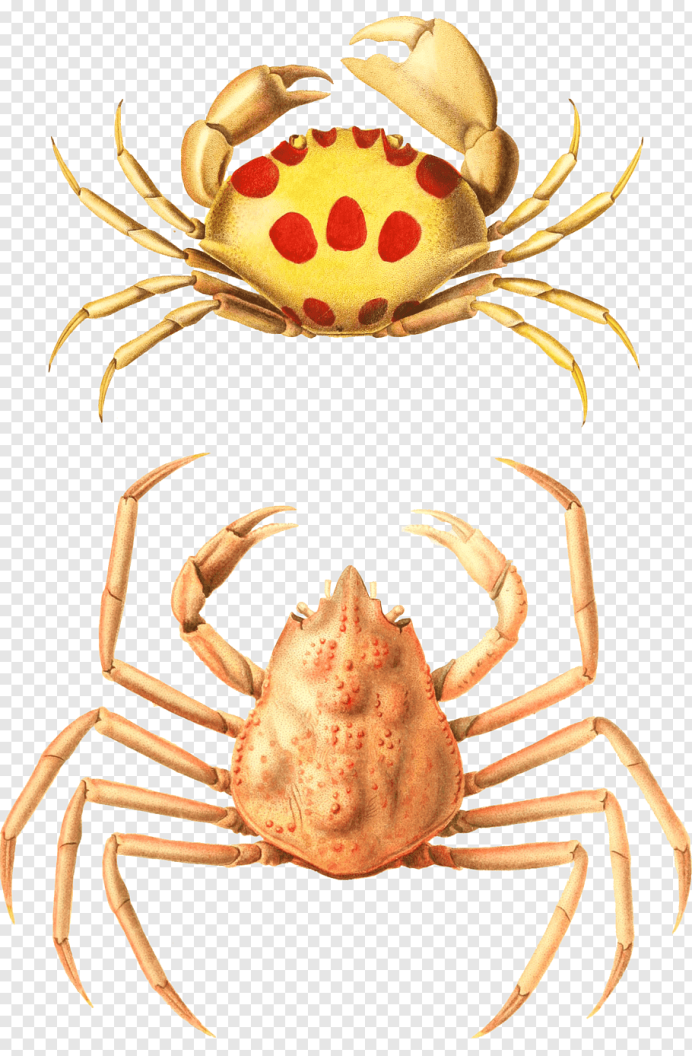 Краб желтый цвет