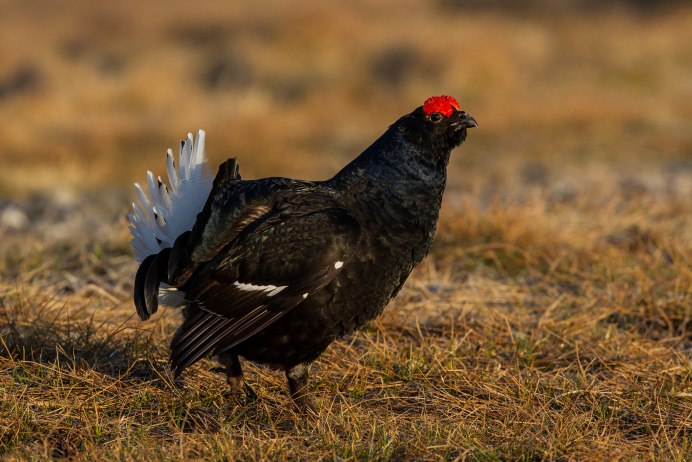 Глухарь - Capercaillie