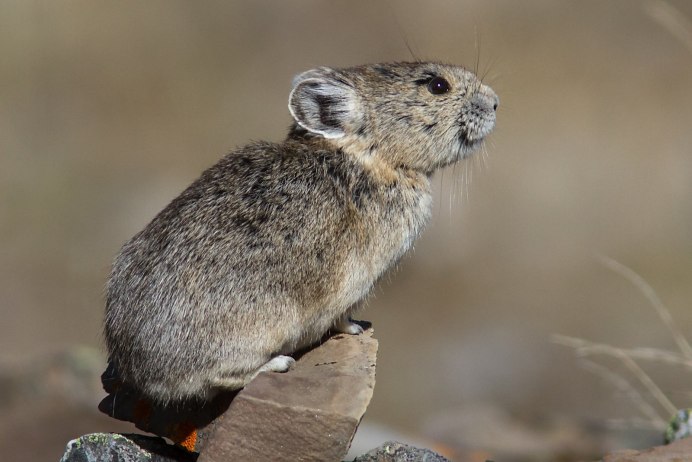 Уральская Северная пищуха (Ochotona Hyperborea uralensis)