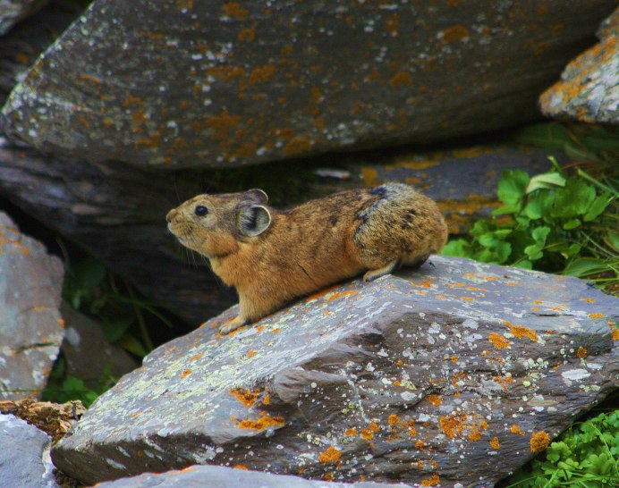 Ili Pika (Илийская пищуха)