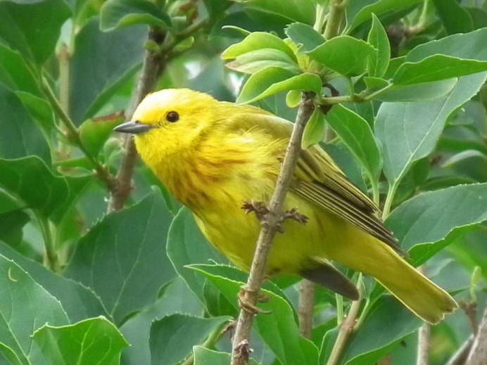Жёлтая трясогузка (Motacilla Flava). Птицы Сибири