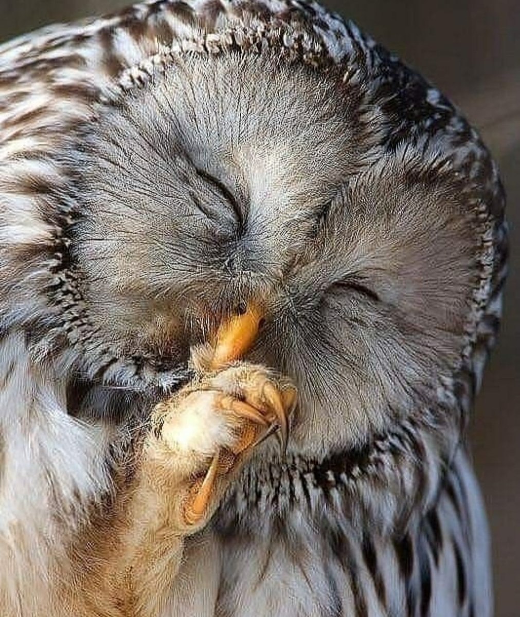Сонная сова фото