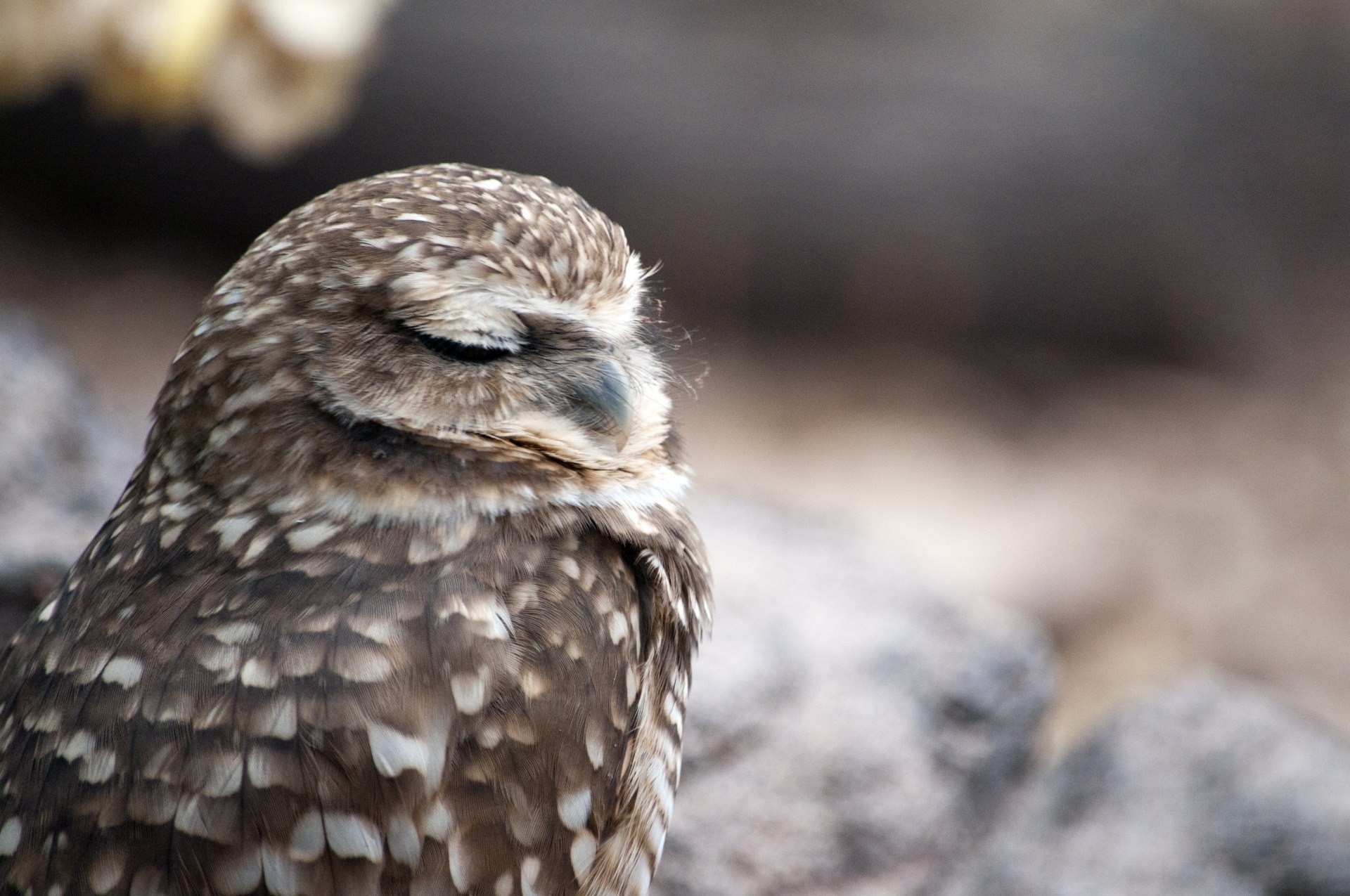 Сонная сова фото