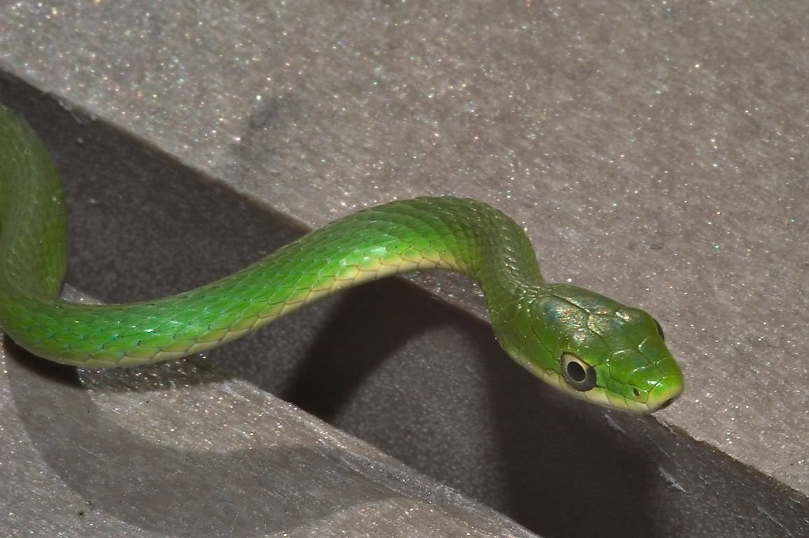 Тонкая змейка. Смарагдовый полоз зеленый. Змеи в Тайланде зеленые. Полоз Буланже. Зелёная мамба змея.