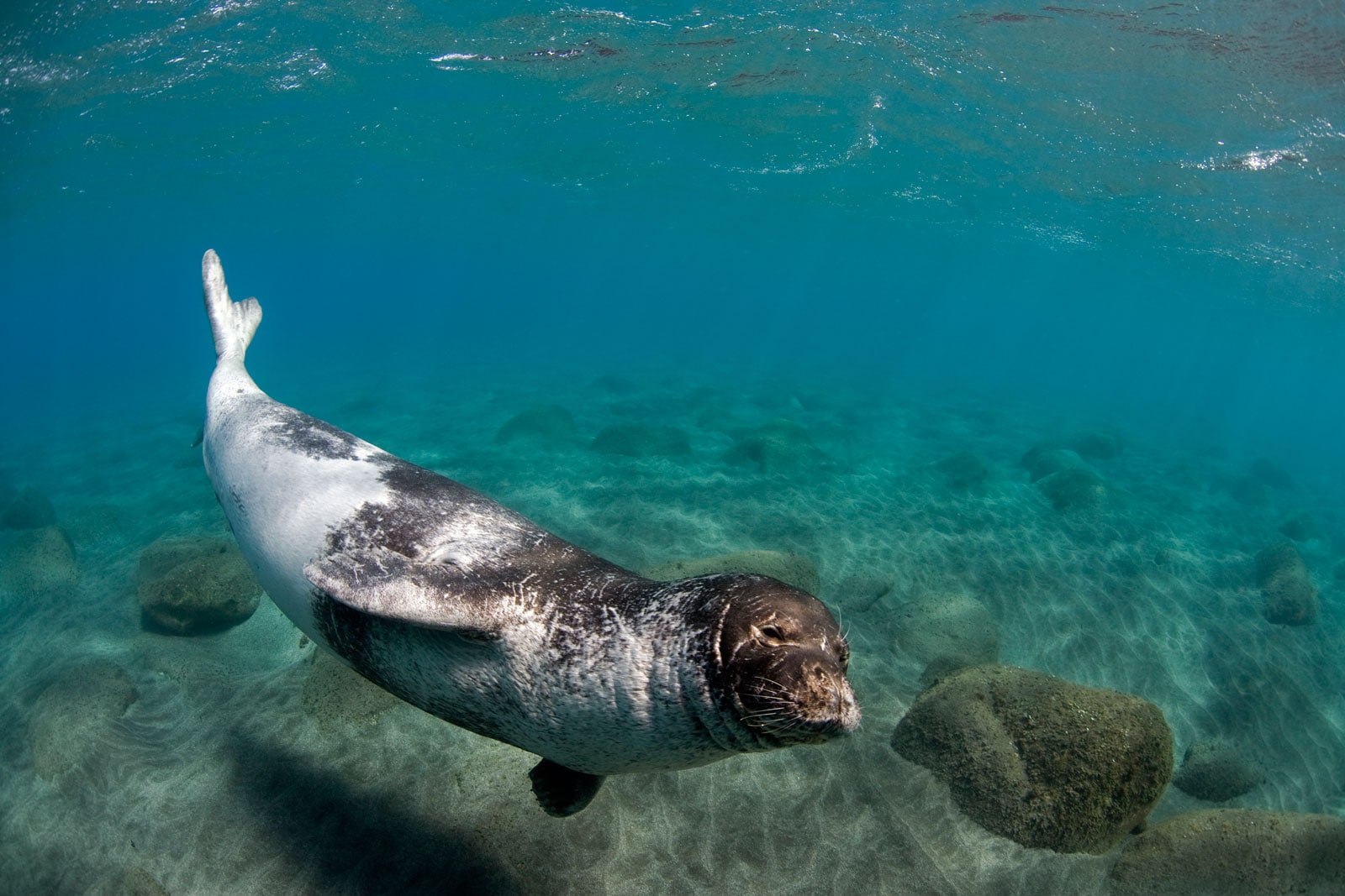 Белобрюхий тюлень в черном море