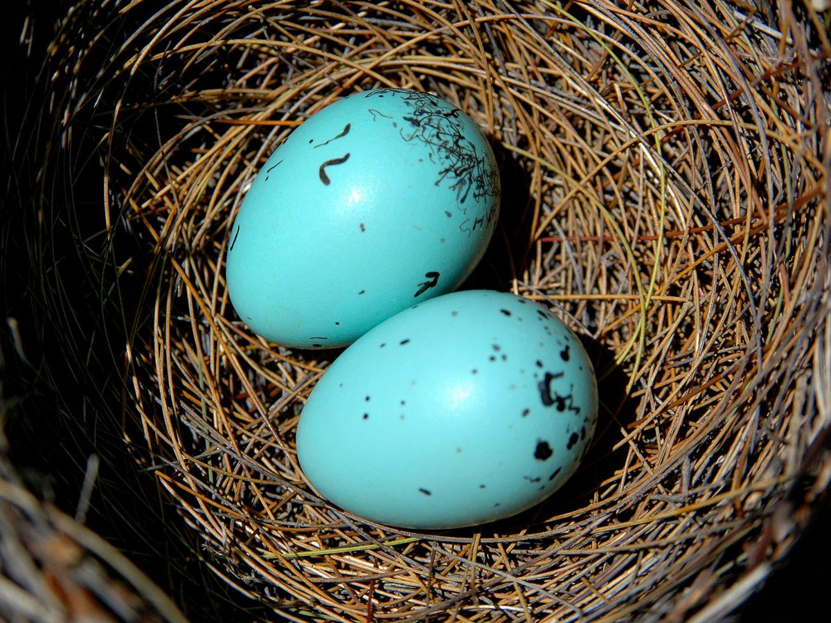 Какого цвета яйца птиц. Павлиньи яйца. Яйца птиц. Красивые яйца птиц. Красивые птичьи яйца.