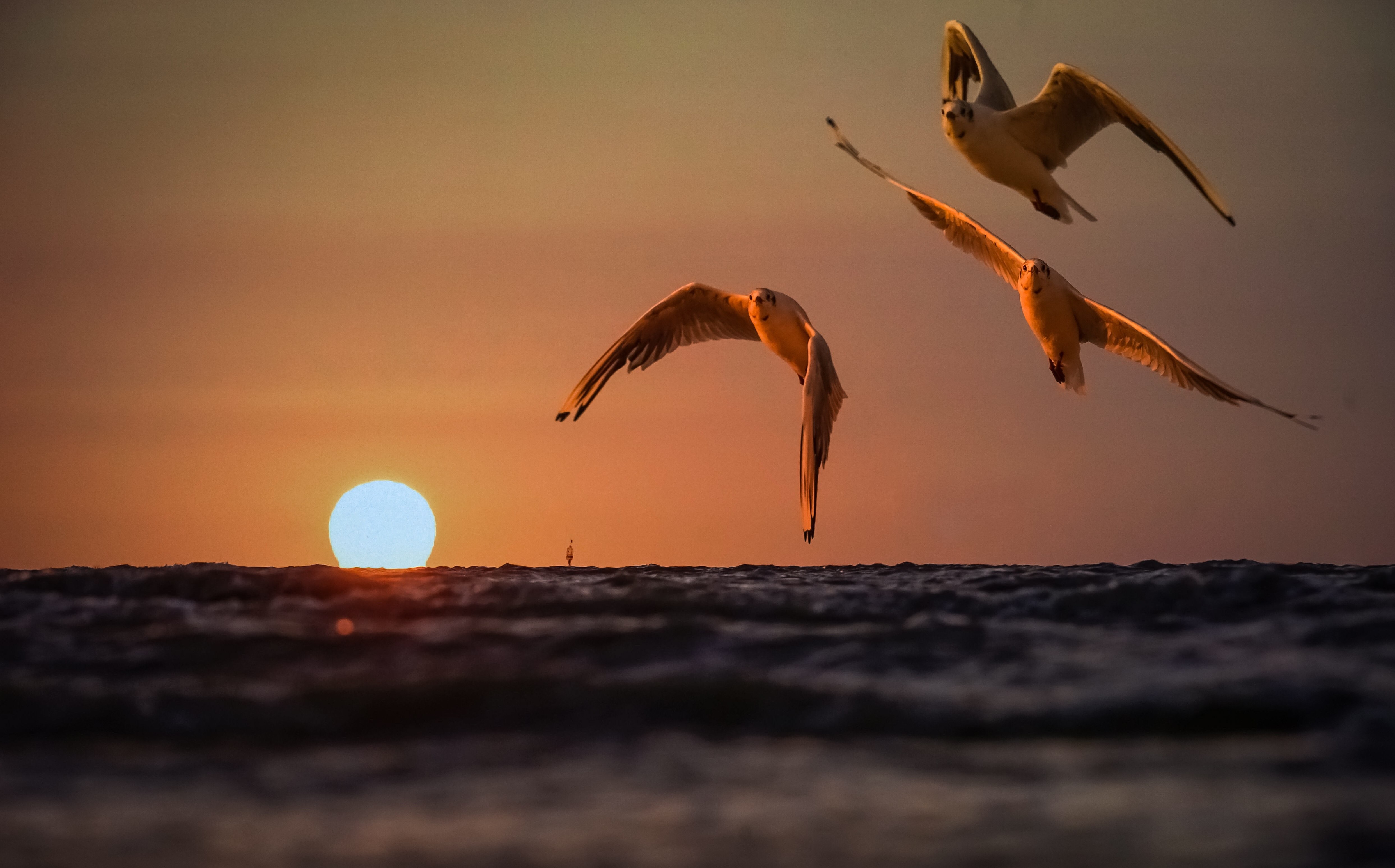 Дни летят за рассветом закат слушать. Птицы над морем. Птицы на закате. Птицы на рассвете. Закат солнца и птицы.