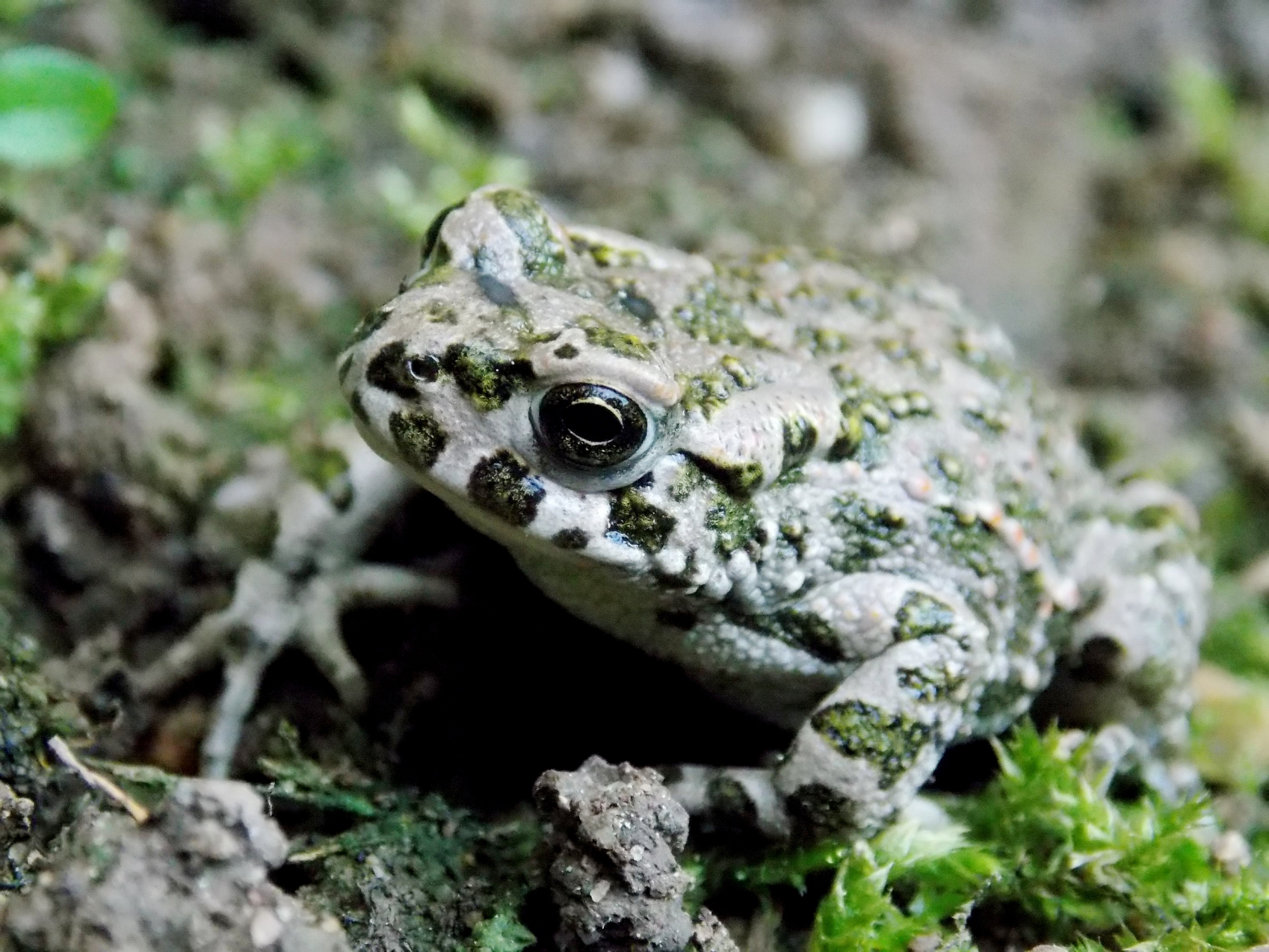 Жаба зелёная – Bufo viridis (Laurenti, 1768)