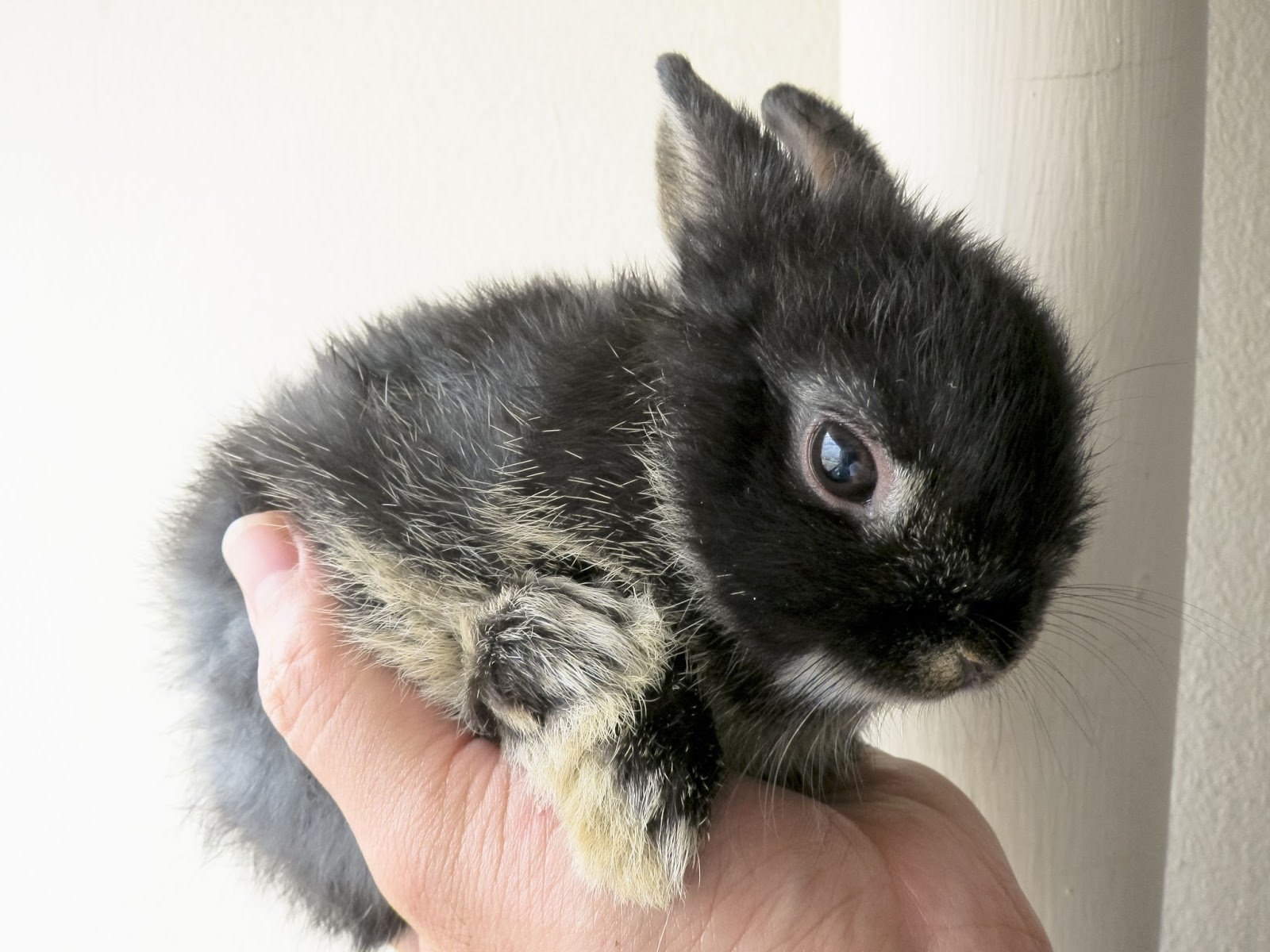 Сколько всего живут кролики. Беличий карликовый кролик. Нидерландский карликовый кролик. Кролик нидерландский Дварф. Карликовый кролик Пигмей.