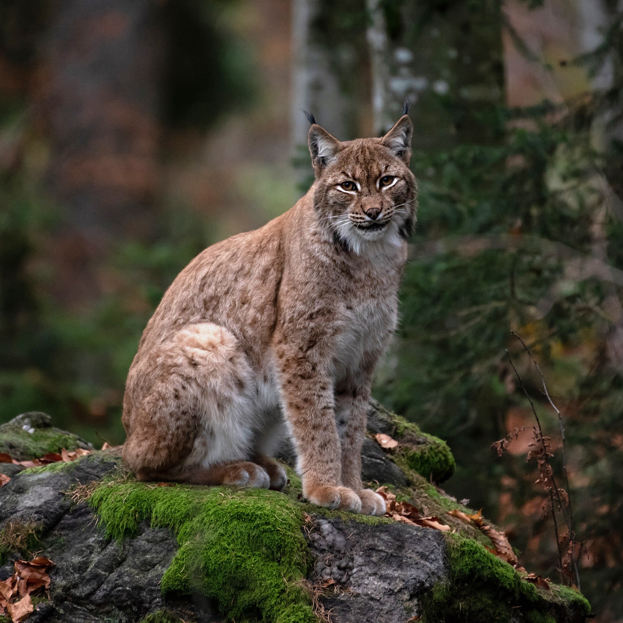 Рысь 16. Рысь - Lynx Lynx (Linnaeus, 1758). Рысь Уссурийской тайги. Рысь Кедровая Падь. Рысь Сибирская Евроазиатская.
