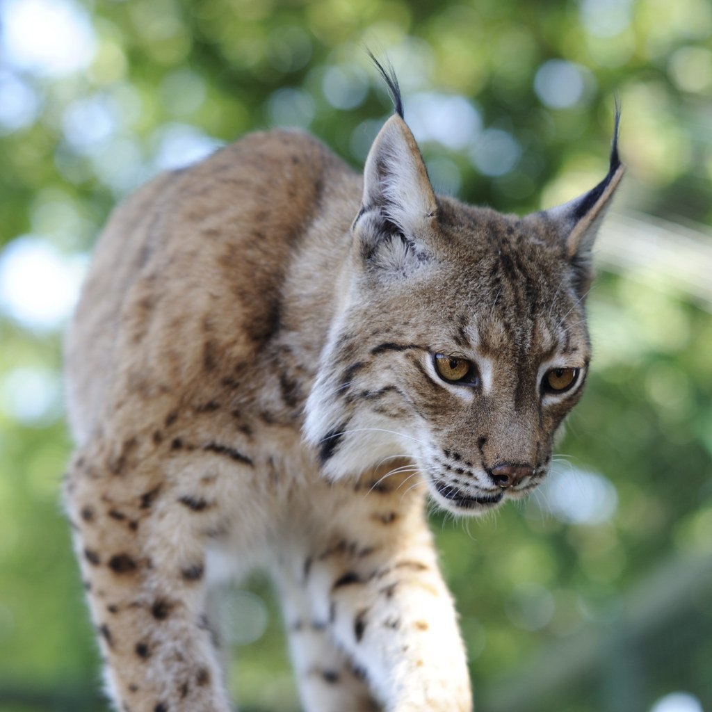 Рысь Линкс. Пиренейская Рысь. Камчатская Рысь. Lynx Lynx Евразийская Рысь.