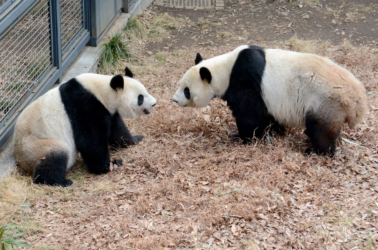 Panda hope. Корова Панда. Плюшевая корова Панда. Пушистая корова Панда. Беременная Панда.