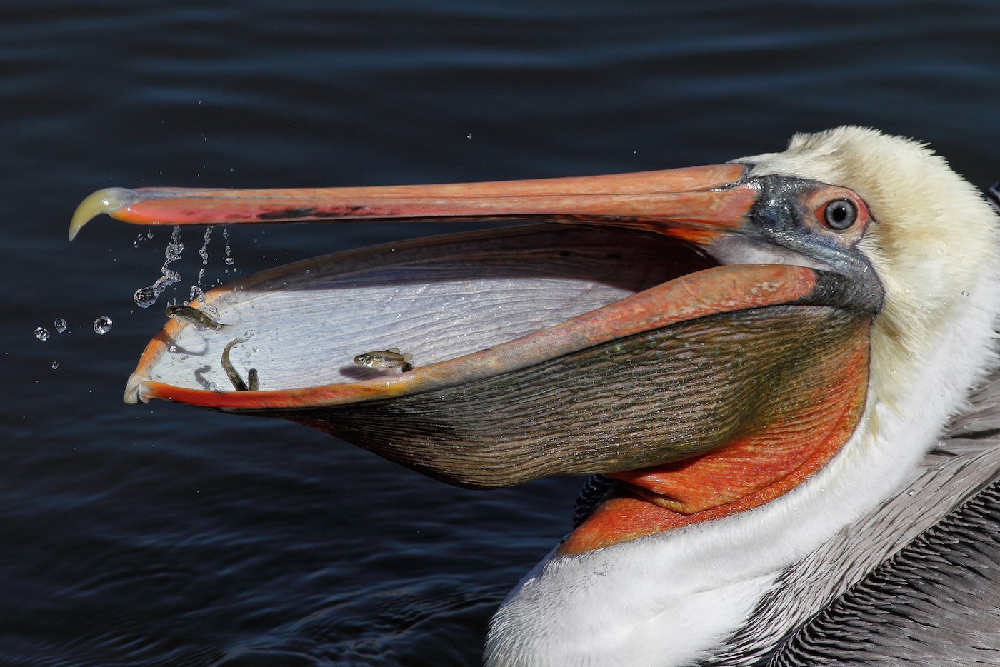 Рыба из клюва пеликана геншин. Пеликан водоплавающая птица. Пеликан строение клюва. Пеликан мешконос. Pelikan клюв птица.