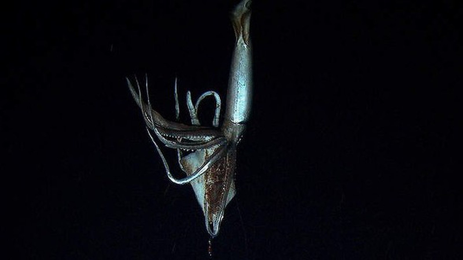 Ужас морей Дискавери гигантский кальмар