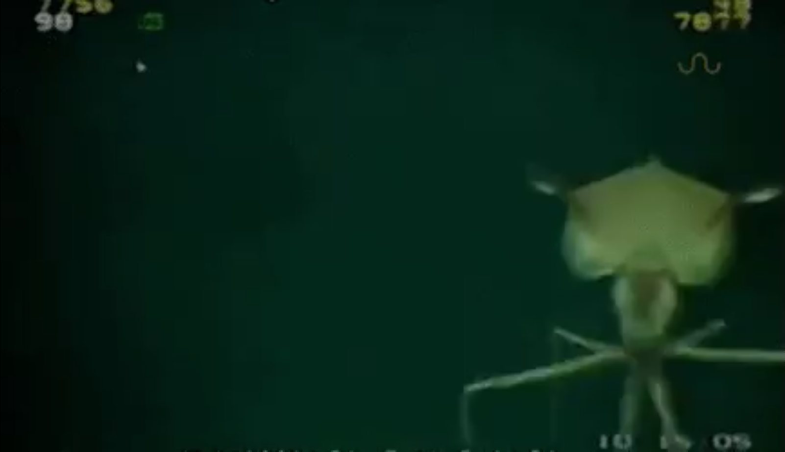 Длиннорукий кальмар. Magnapinna (Bigfin Squid). Магнапинна или Bigfin Squid. Long Arm Squid.