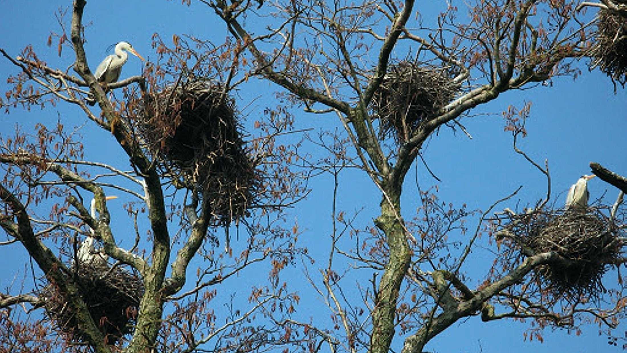 Птичьи гнезда на деревьях. Колония серых цапель Куршская коса. Гнездо Цапли. Гнездо на дереве. Гнездование птиц.