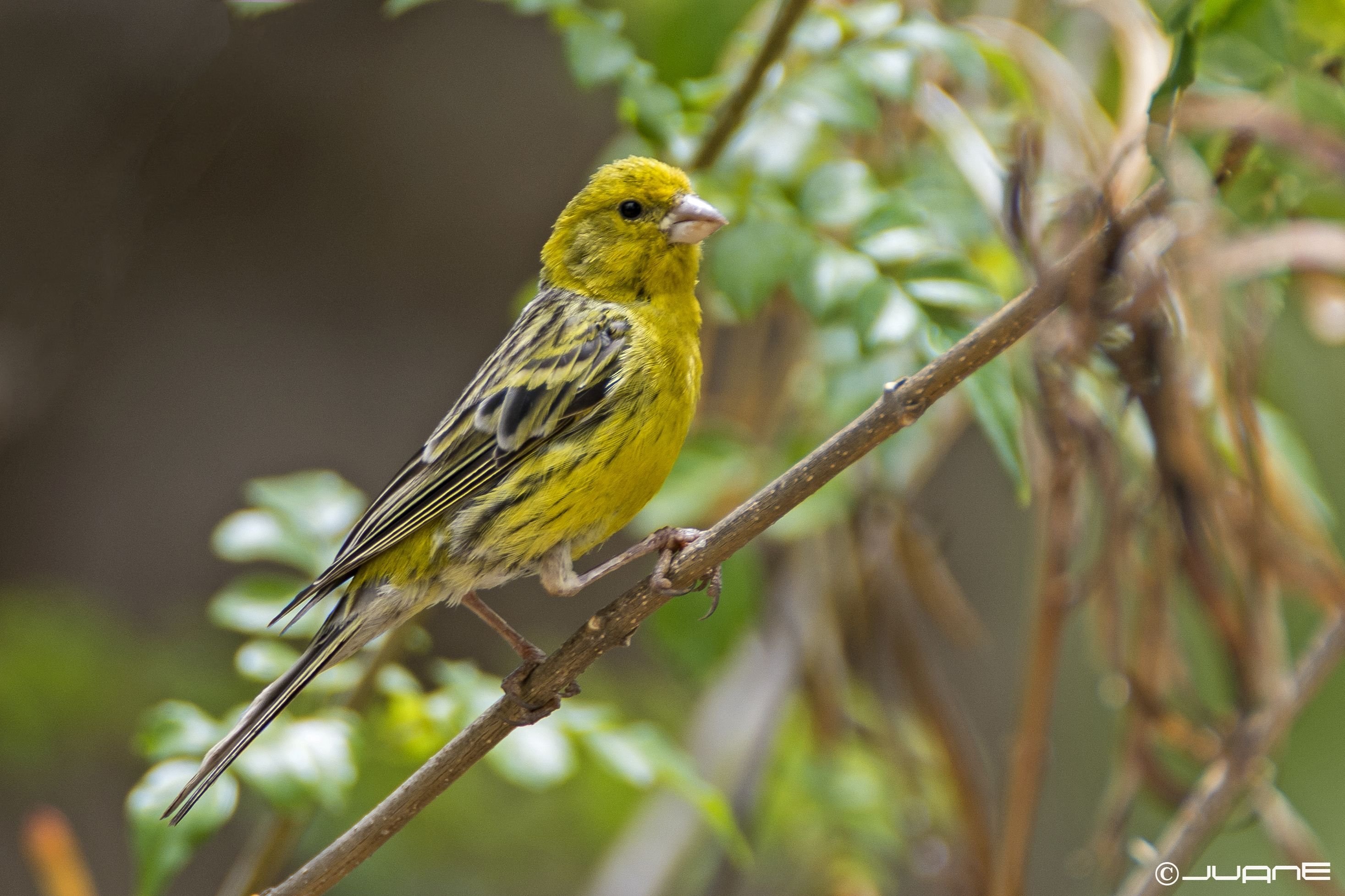 Canary. Канарский канареечный вьюрок. Канарейка Канарская. Лимонный вьюрок. Кенар певчий.