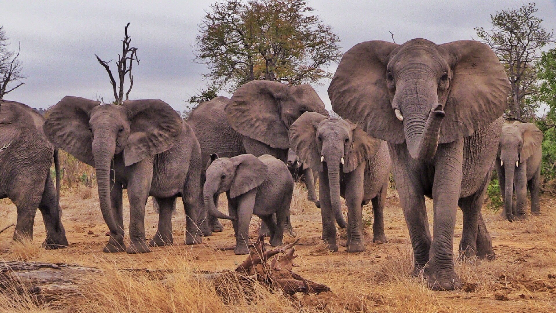 Слон группа организмов. Стадо слонов. Стая слонов. Популяция слонов. Слоны фото.