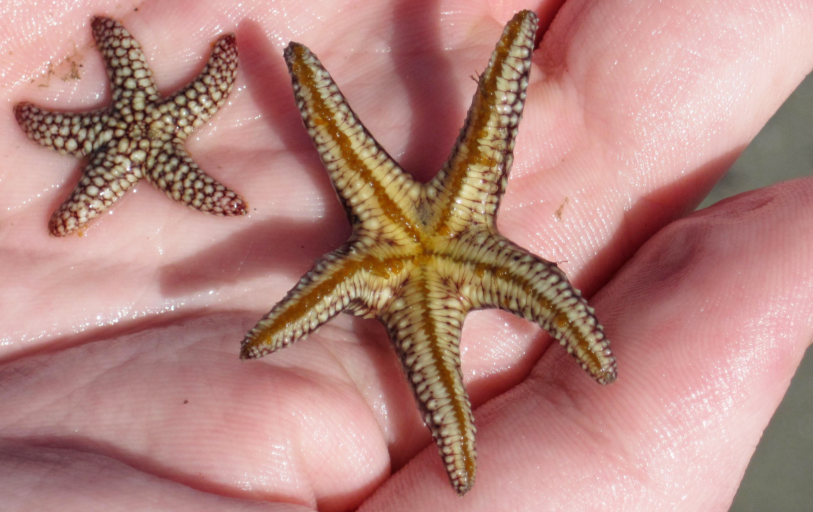 Половое размножение морской звезды. Кульцита морская звезда. Морская звезда новогвинейская. Антонио Готто "морская звезда". ПАКСИЛЛОНОСНЫЕ морские звёзды.