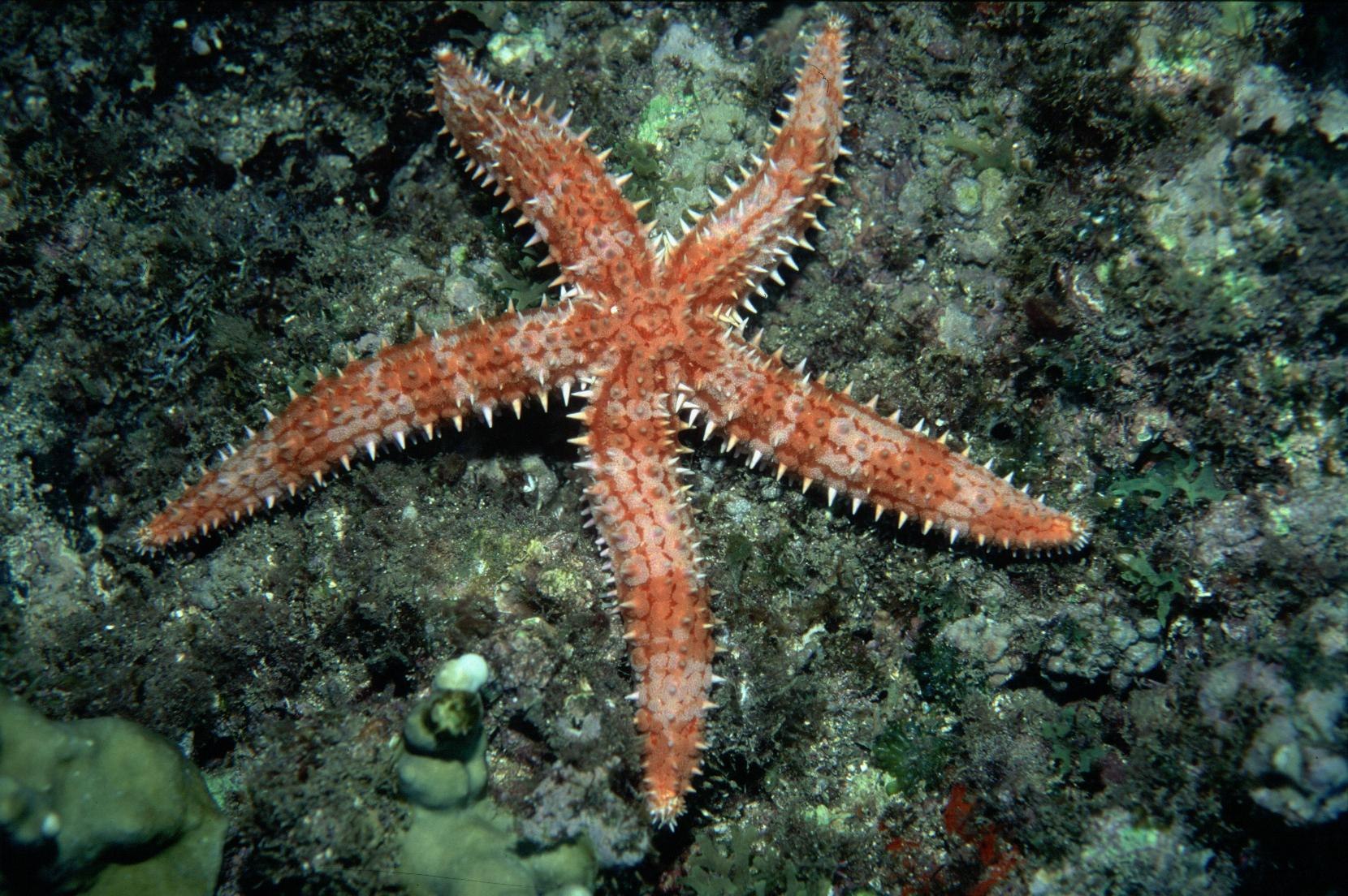 7 звезд морское. Морская звезда. Морская звезда симметрия. Королевская морская звезда. Морские звезды представители.
