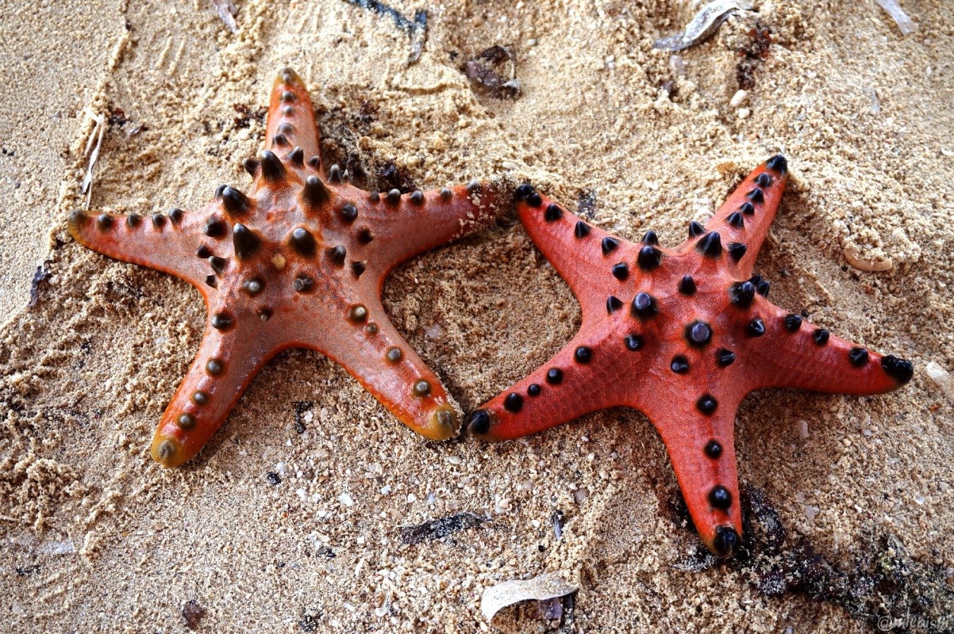 Морская звезда лежит. Морская звезда симметрия. Морские звезды в Доминикане. Родственник морской звезды. Гриб морская звезда.
