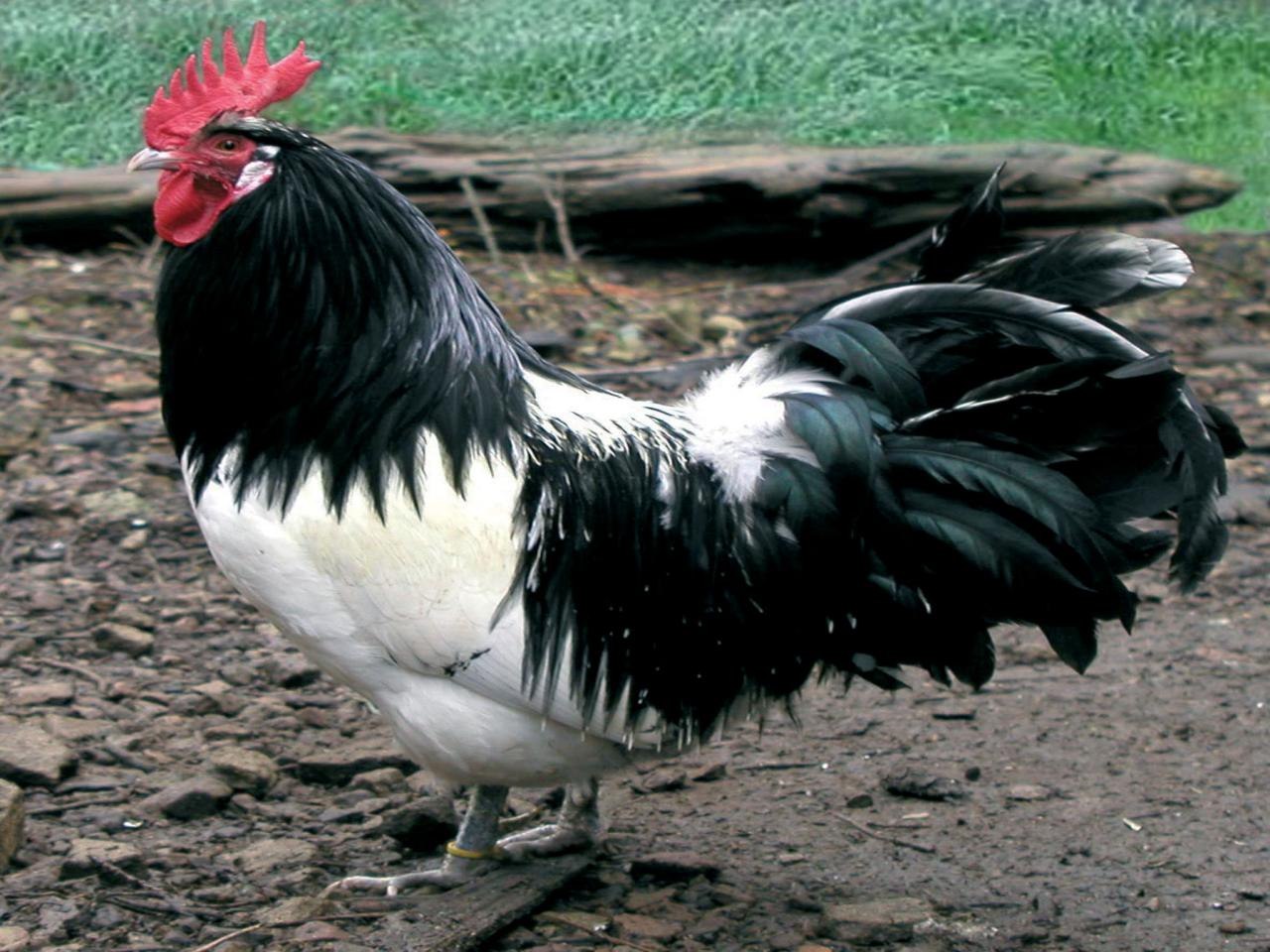 Чёрная курица с белым чупом