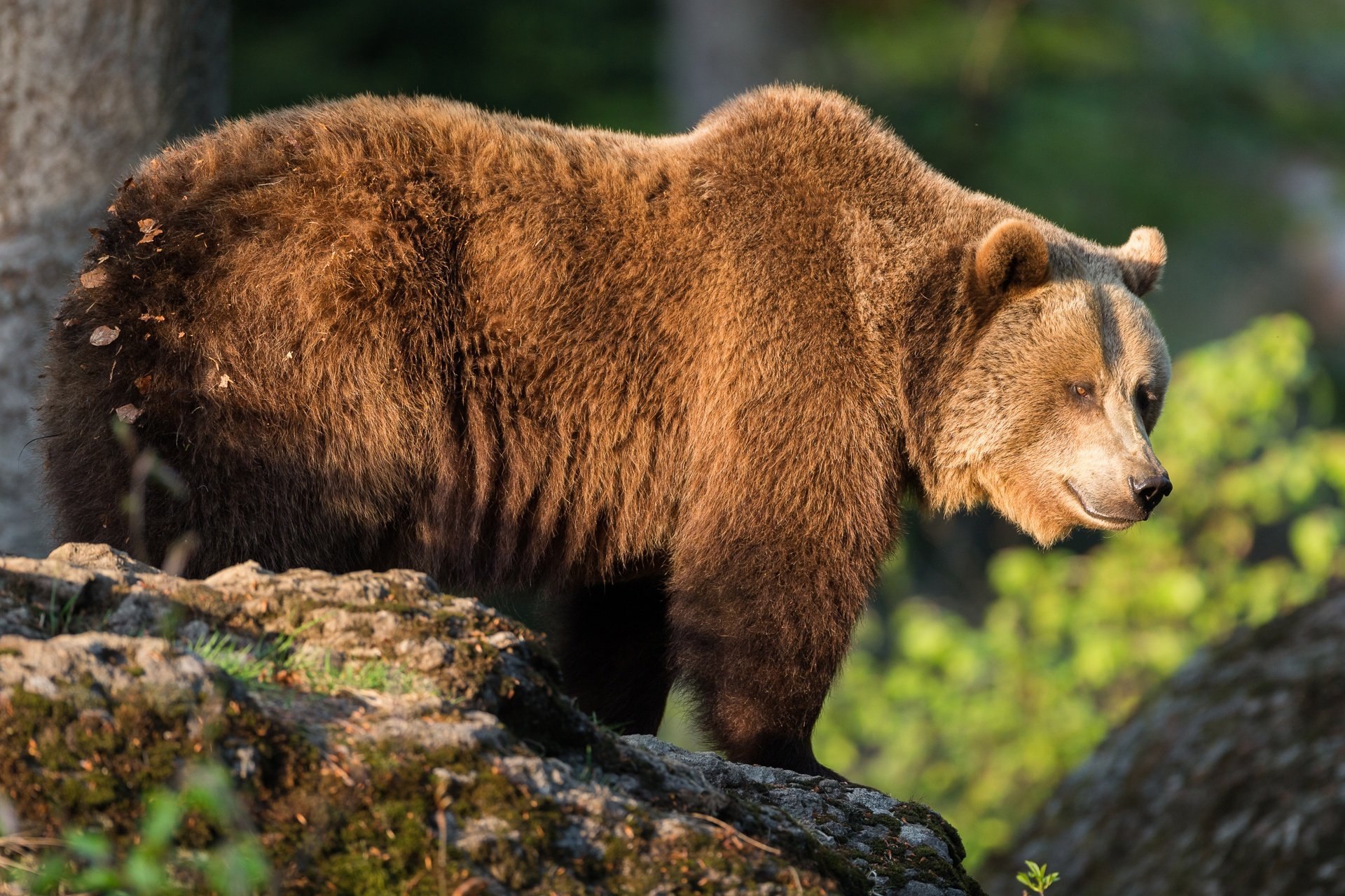 Ч бурый медведь. Бурый медведь (Ursus arctos). Гризли североамериканский бурый медведь. Ursus arctos Piscator. Апеннинский бурый медведь.