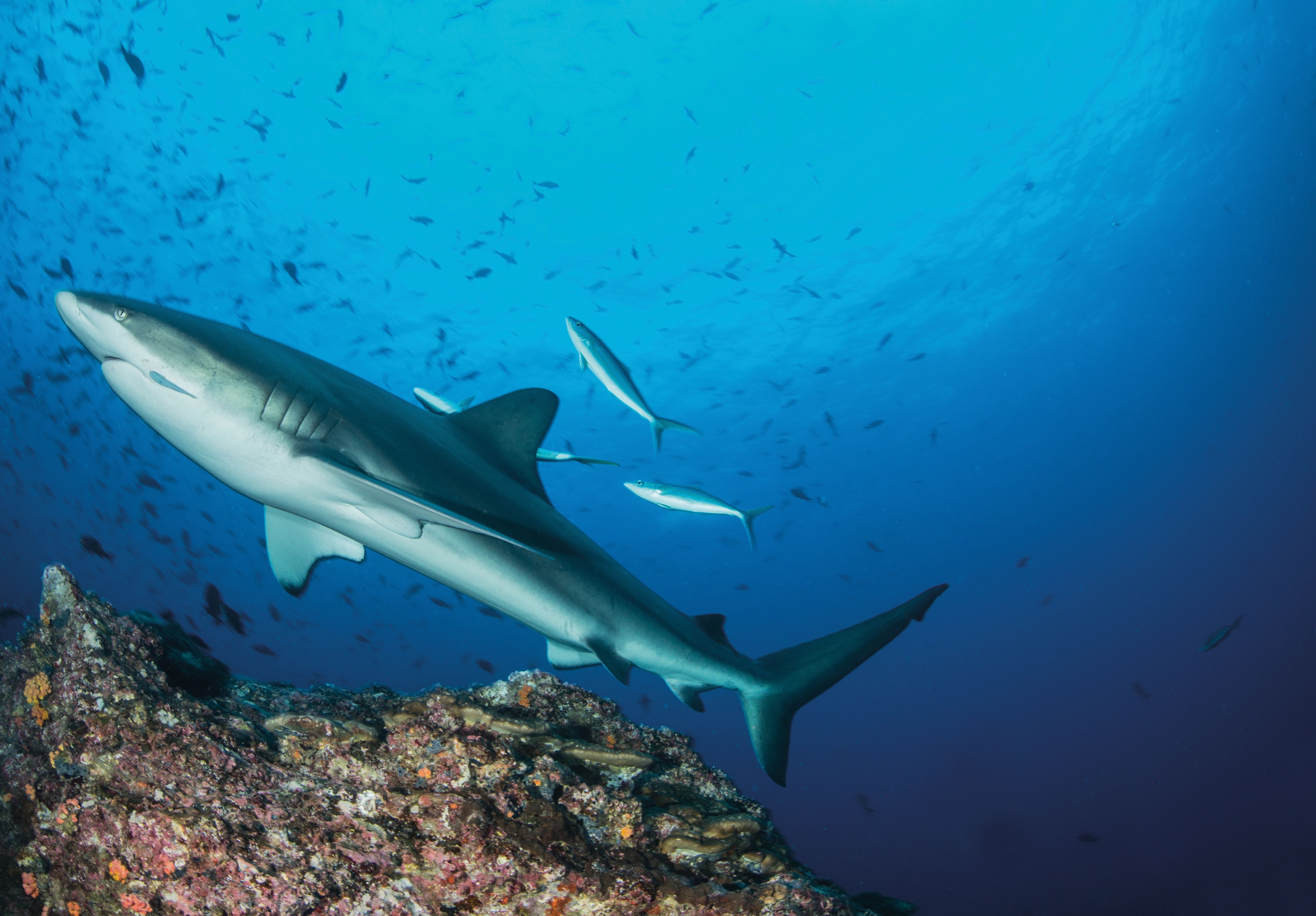 Вид акулы 4. Галапагосская акула. Carcharhinus galapagensis. Акулы в тихом океане. Все акулы.