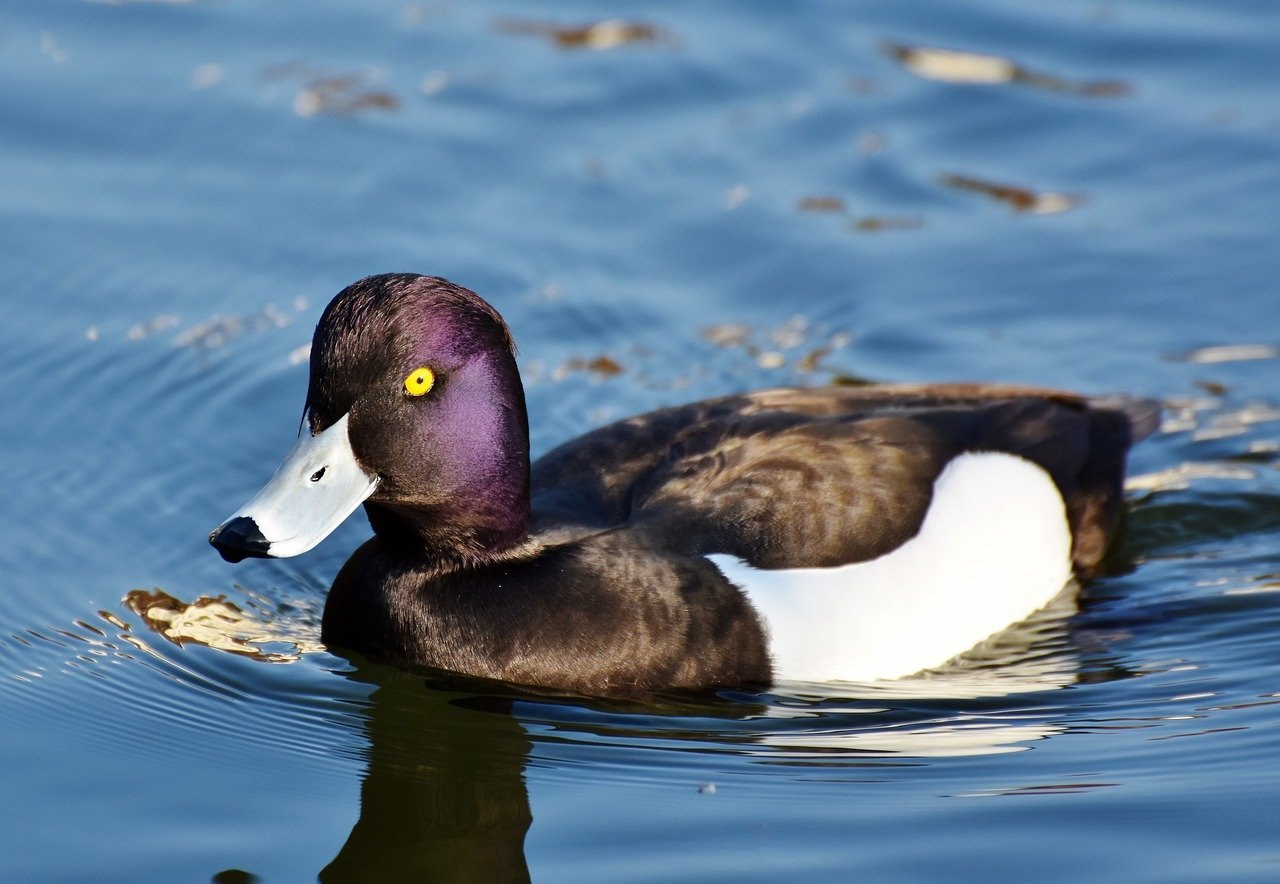 Mountain duck. Касатка утка. Фиолетовая утка. Сиреневые утки. Черная утка.