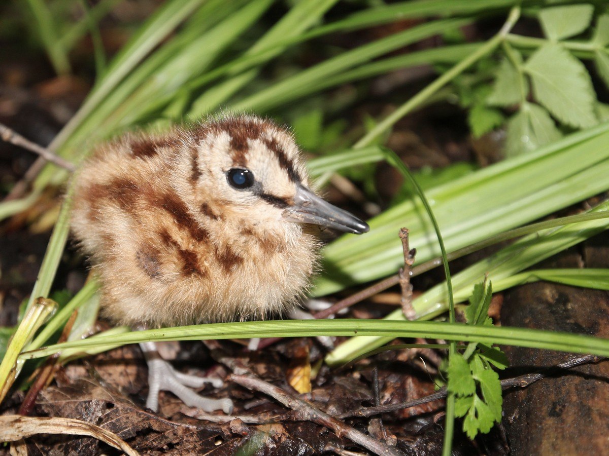 Лесной кулик. Кулики вальдшнепы с птенцом. Scolopax rusticola. Кулик Лесной птица. Лесной Кулик птенец.