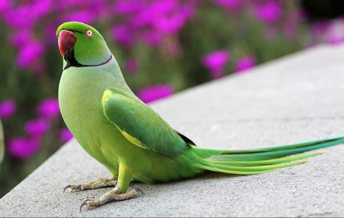 Ожереловый попугай 4к