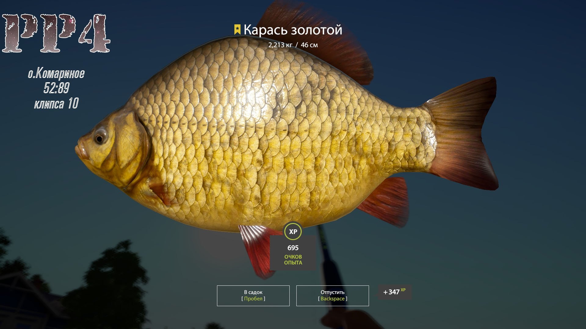 Carp Blowjob