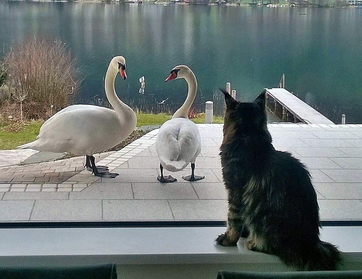 Кошка и лебедь