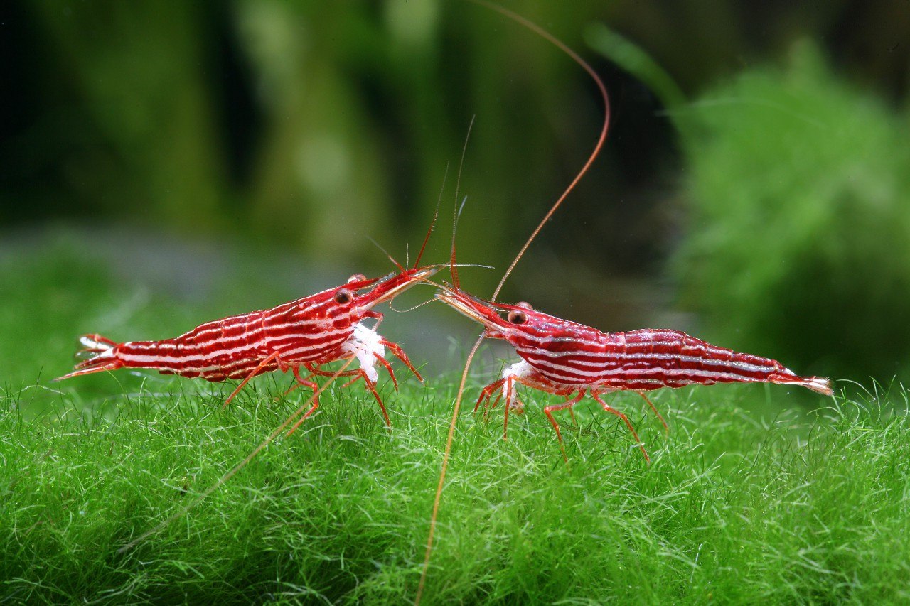 Креветка для уличной кошки. Сулавеси Caridina striata. Креветка Кардинал Сулавеси. Сулавеси креветки аквариумные. Аквариумные креветки Арлекин.