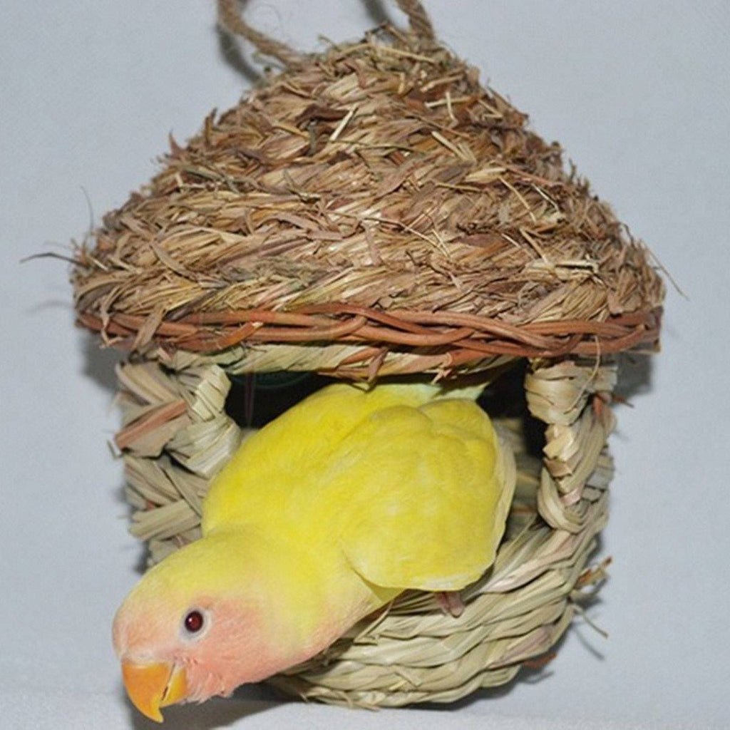 Гнездо волнистых попугаев в природе