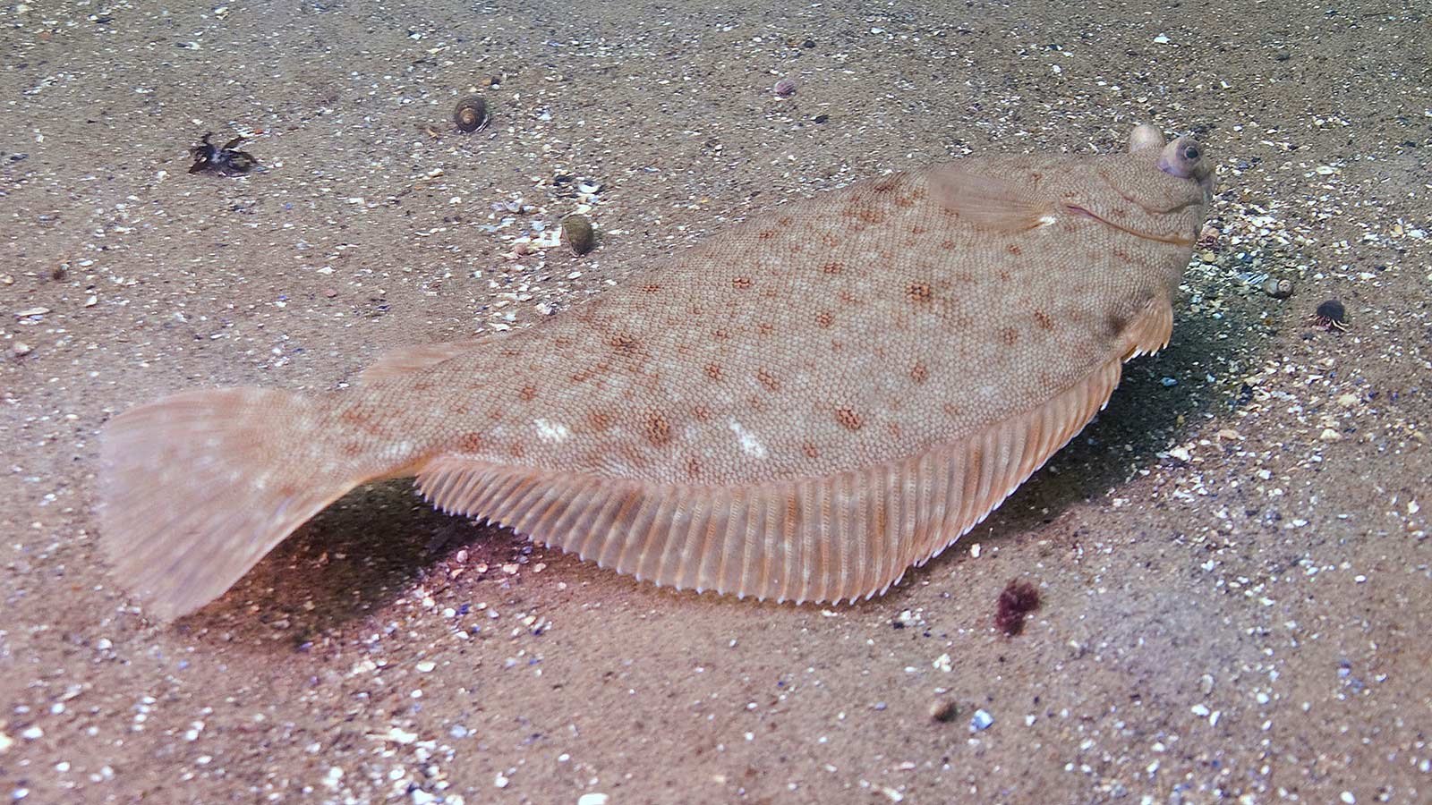 Палтус черное море. Рыба камбала. Калкан Азовский (камбала. Черноморская Речная камбала. Камбала Средиземноморская.