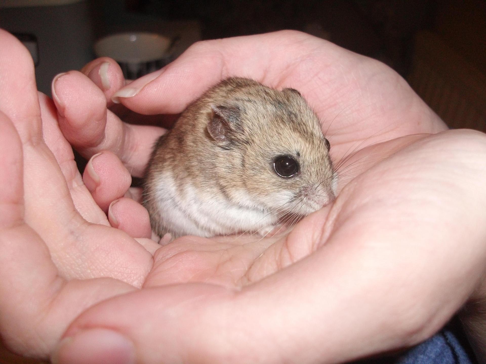 Виды хомяка фото. Robo Dwarf Hamster. Самый маленький хомяк порода. Маленький хомячок японский. Японские хомяки порода.