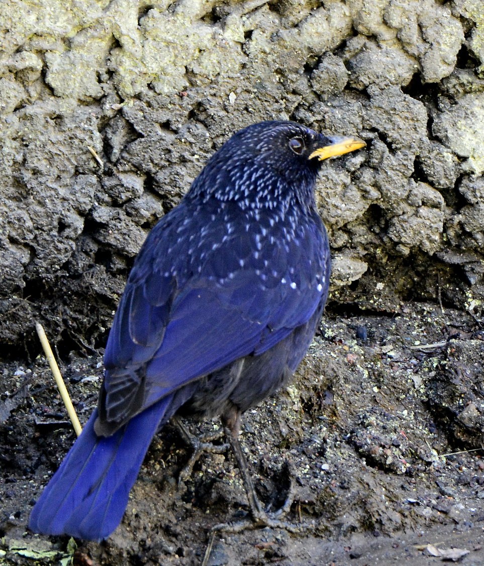 Синяя птица памира. Лиловый Дрозд (Myophonus caeruleus). Синяя птица (Myophonus caeruleus). Синяя птица лиловый Дрозд.