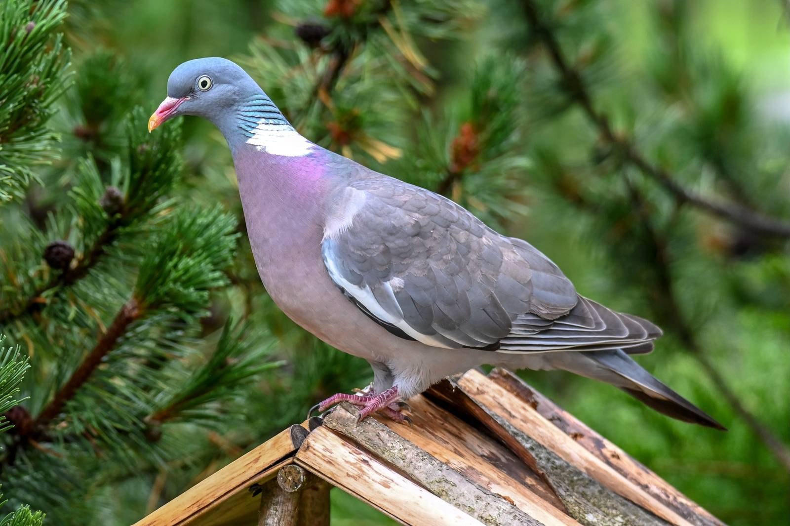 Лесная горлица фото. Вяхирь витютень. Вяхирь (Columba palumbus). Лесной голубь вяхирь. Лесной голубь витютень.