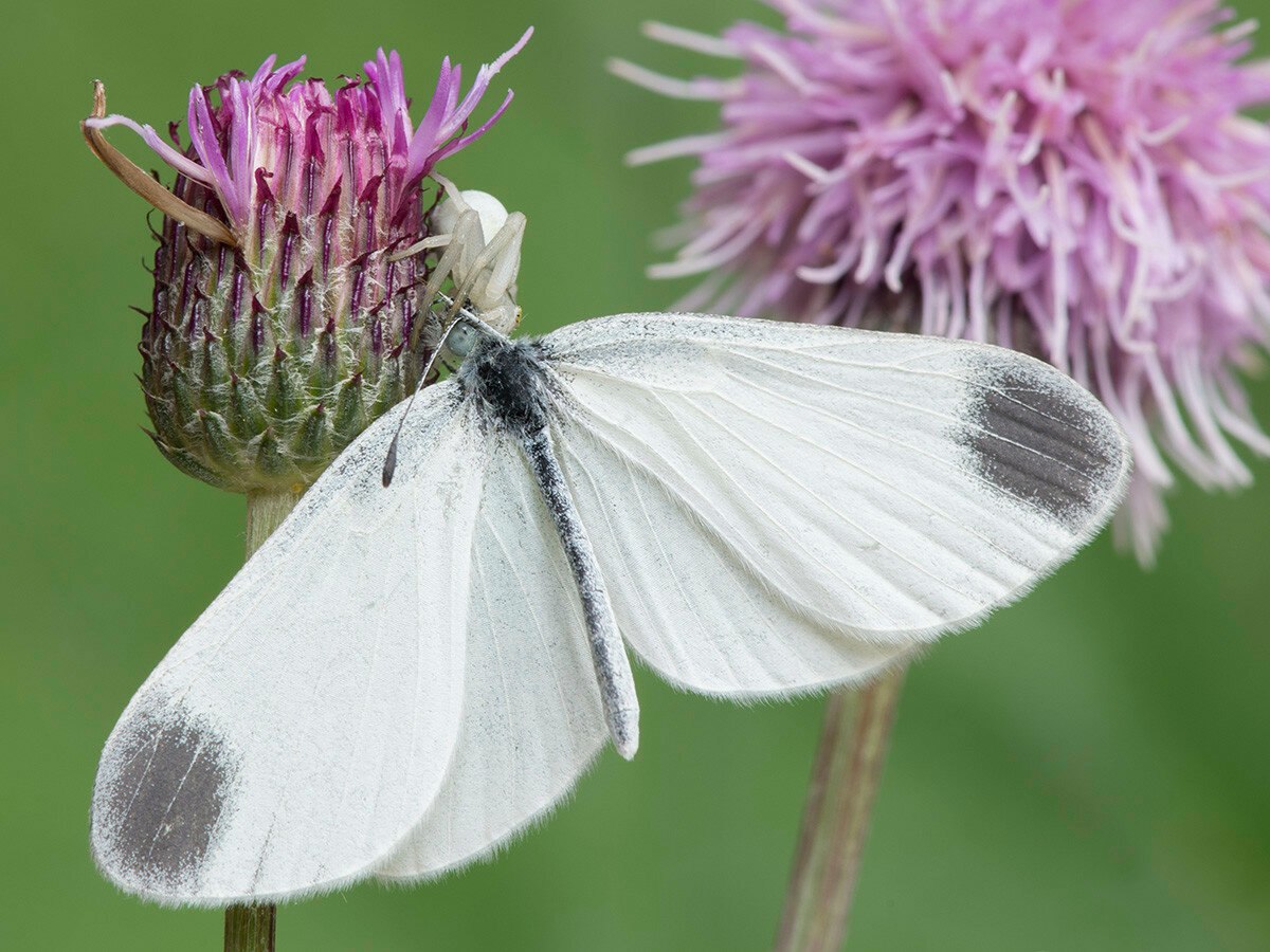Бабочка похожая на комок серого шелка. Белянка горошковая. Беляночка горошковая бабочка. Бабочка Белянка. Leptidea Sinapis (Linnaeus, 1758).