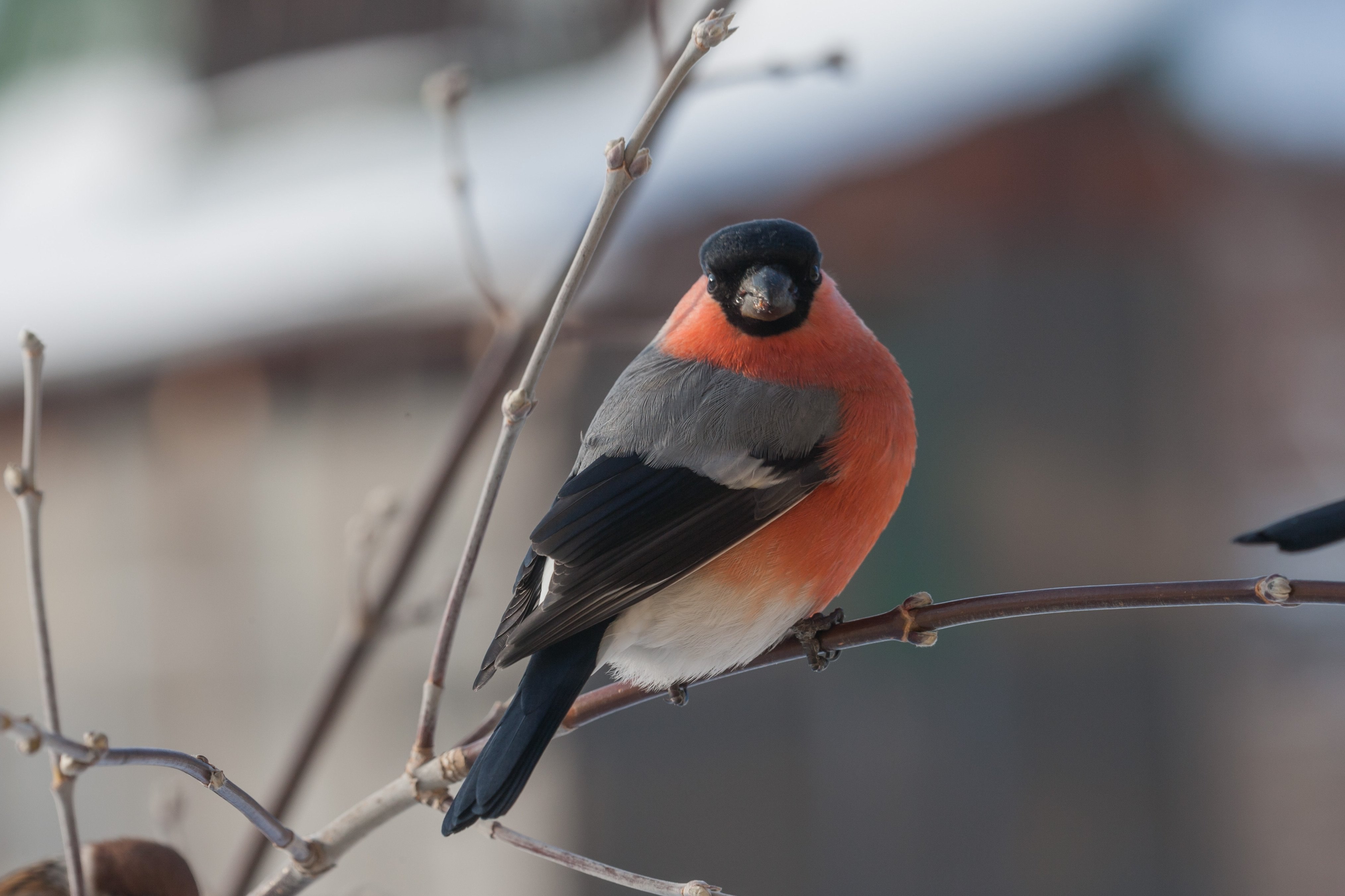 Птичка снегирь фото с красной грудкой