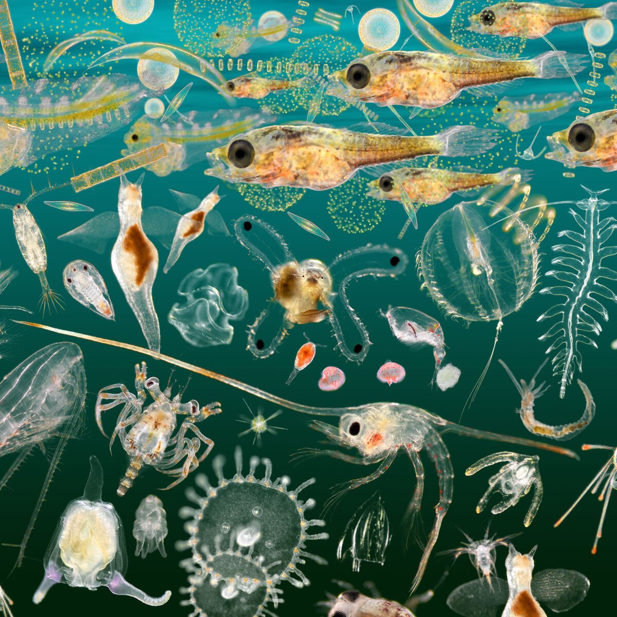 Организмы обитающие в толще воды. Зоопланктон и фитопланктон. Фитопланктон зоопланктон перифитон. Фитопланктон – зоопланктон – сельдь – Дельфин. Crustacea зоопланктон.