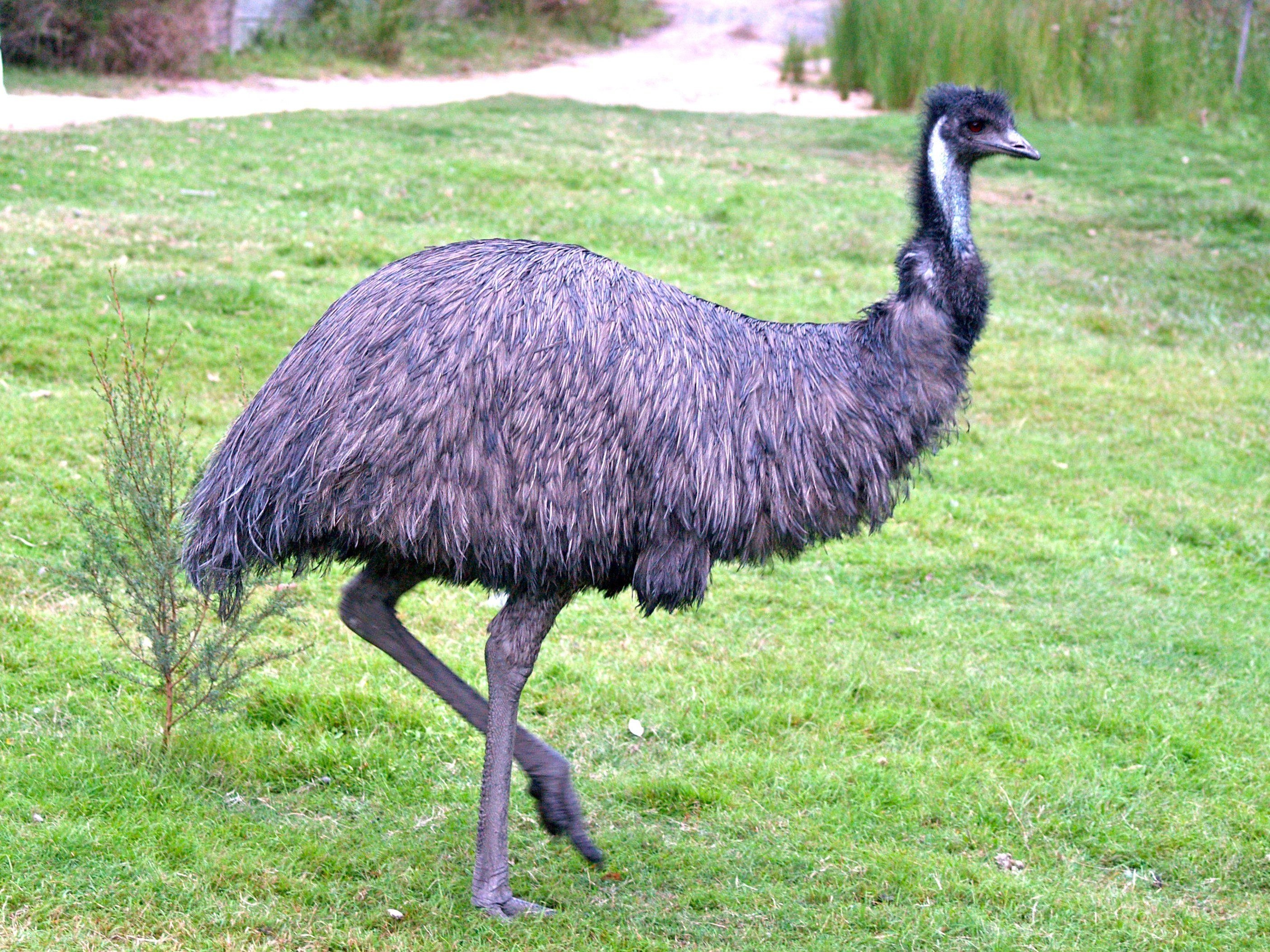 Страус птица или животное. Австралийский страус эму. Животные Австралии страус эму. Эму птица. Эму птица страус.