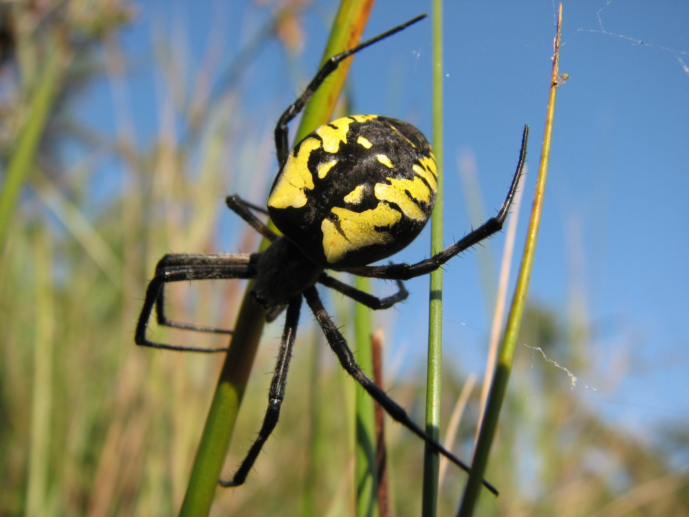 Желтый паук с черными точками - картинки и фото poknok.art